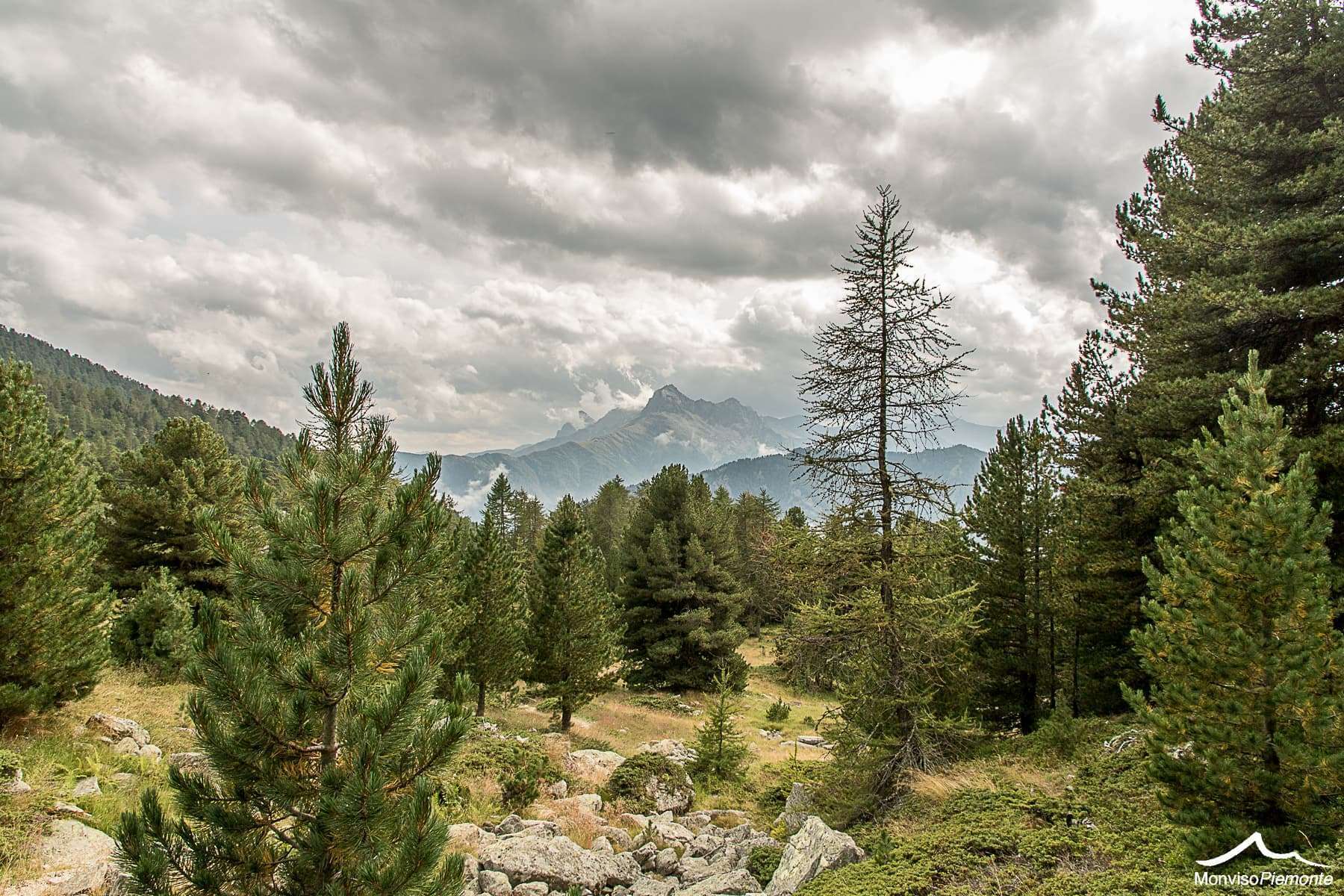 Bosco dell'Alevè e Monviso in Valle Varaita